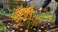 5 Shrubs To Prune In October For Healthier Growth And Better Blooms Next Year