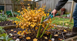 5 Shrubs To Prune In October For Healthier Growth And Better Blooms Next Year